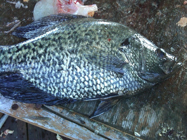 Spawning Male Crappie
